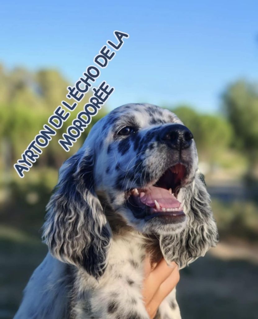 de l'écho de la Mordorée - Chiots disponibles - Setter Anglais