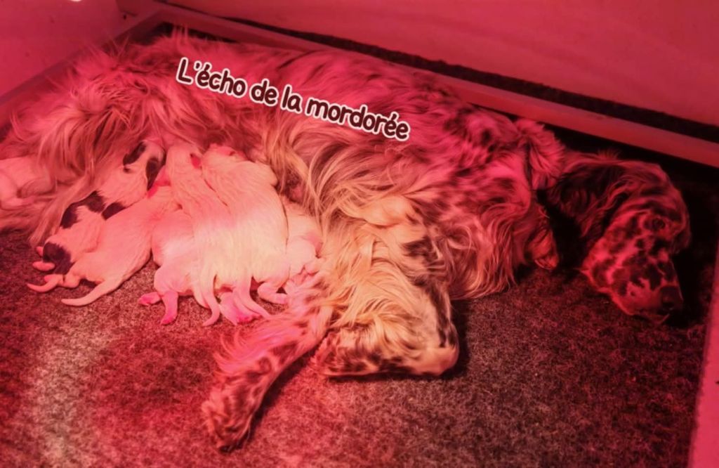 Chiot Setter Anglais de l'écho de la Mordorée